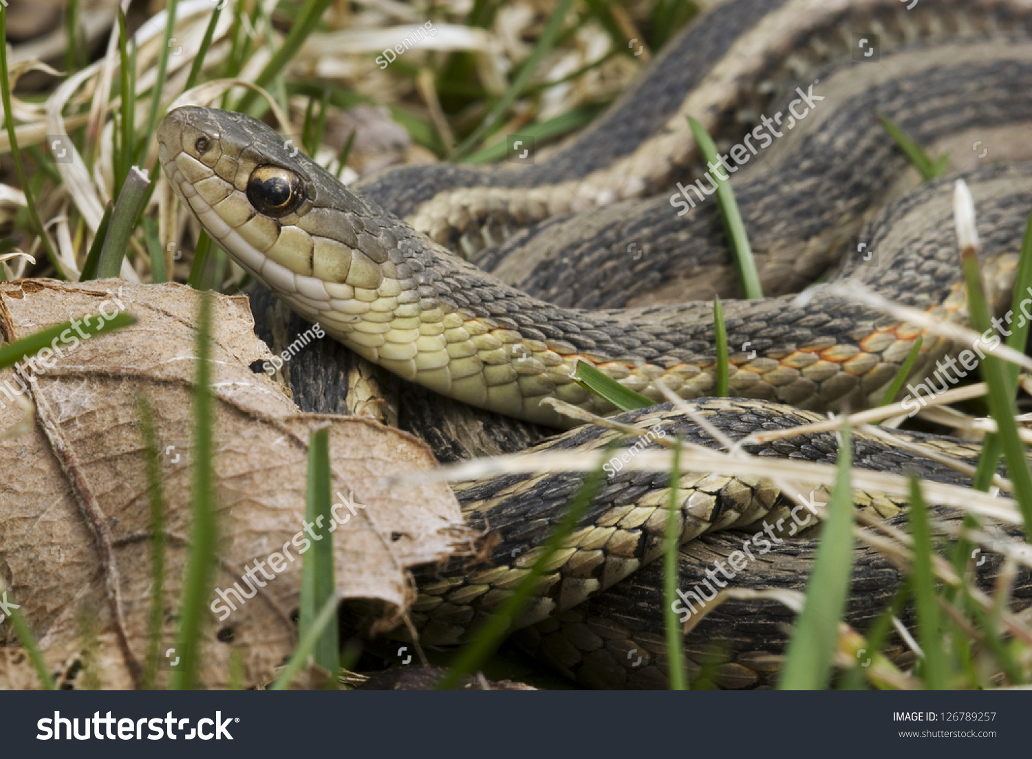 Closeup Common Garter Snake Thamnophis Sirtalis Stock Photo 126789257 ...