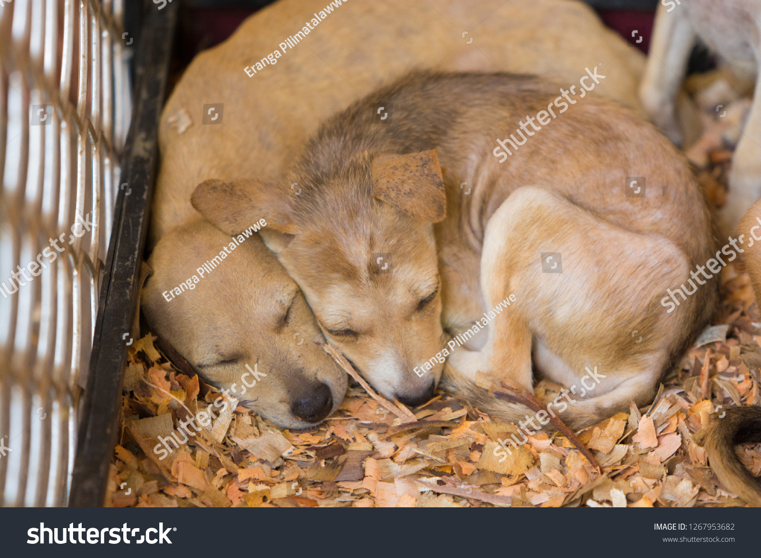 two dogs cuddling