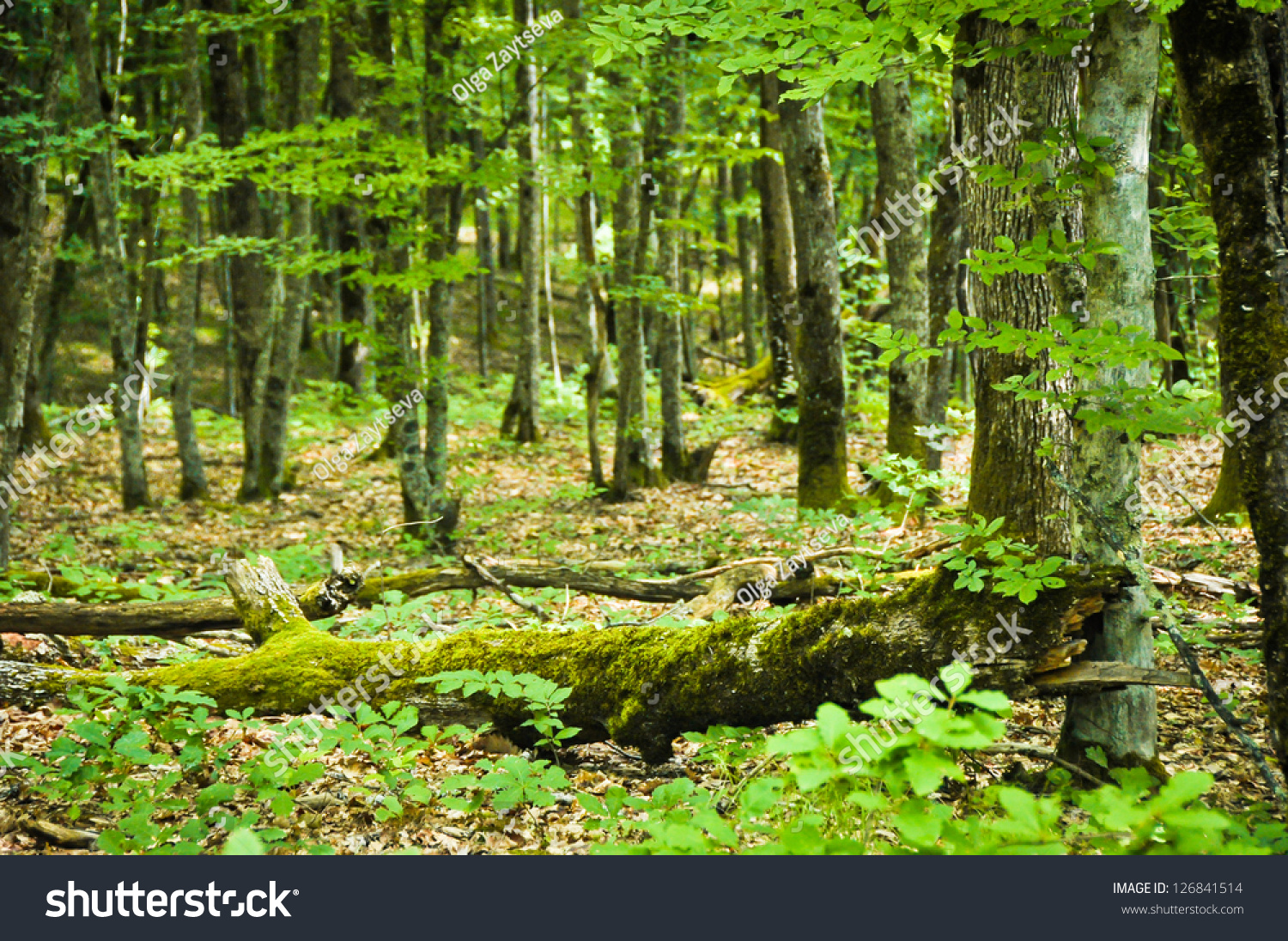 Природное сообщество Татарстана лес
