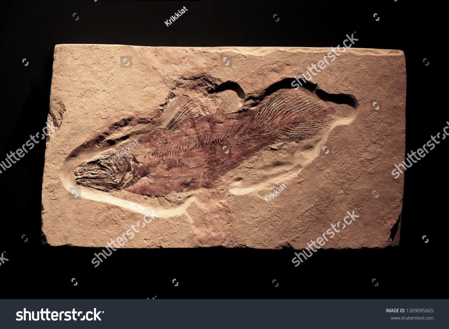 Prehistoric Fish Fossil On Rock Stock Photo 1269095665 | Shutterstock