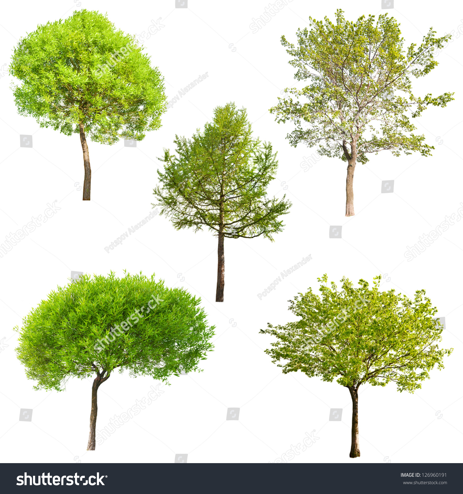 Set Five Green Trees Isolated On Stock Photo 126960191 | Shutterstock