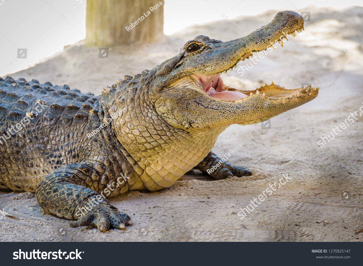 Close Portrait American Alligator Waiting Be Stock Photo 1270825147 ...