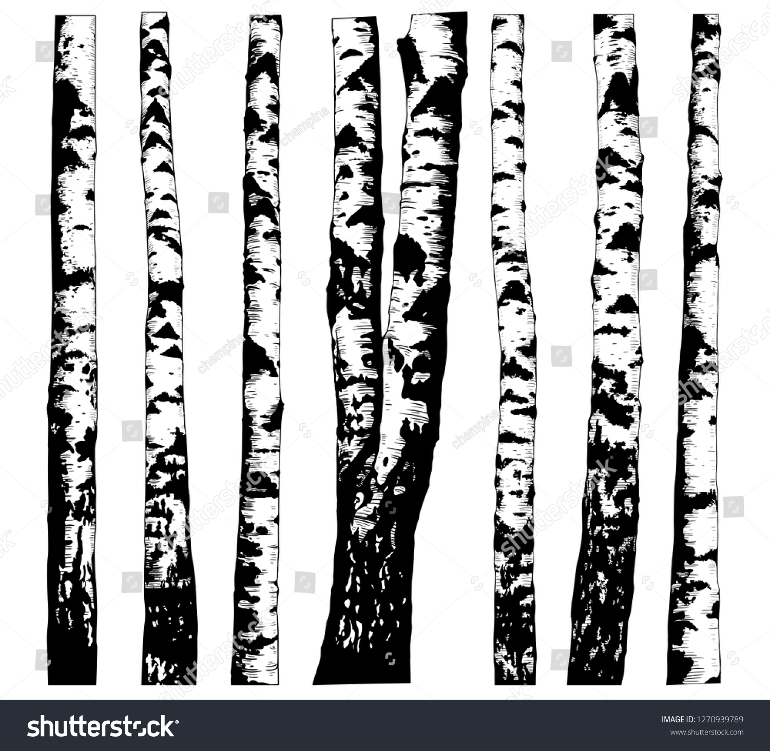 Set Various Birch Trees Hand Drawn Stock Vector (Royalty Free ...