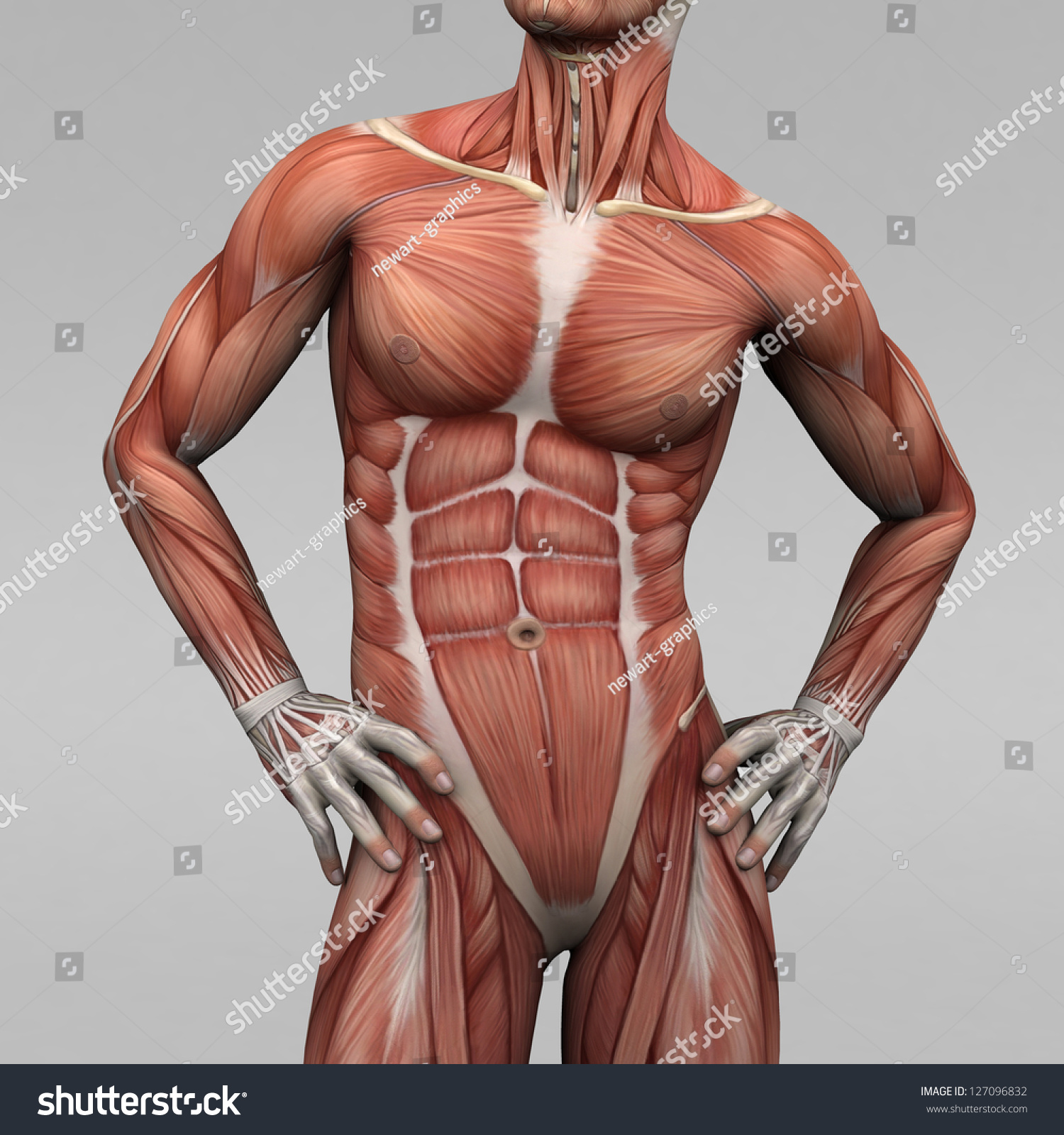 Мышцы торса мужчины