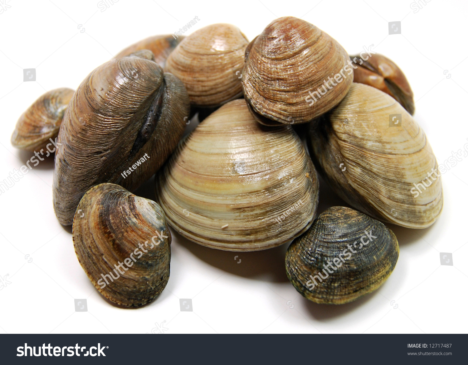 Pile Isolated Littleneck Clams Stock Photo 12717487 | Shutterstock