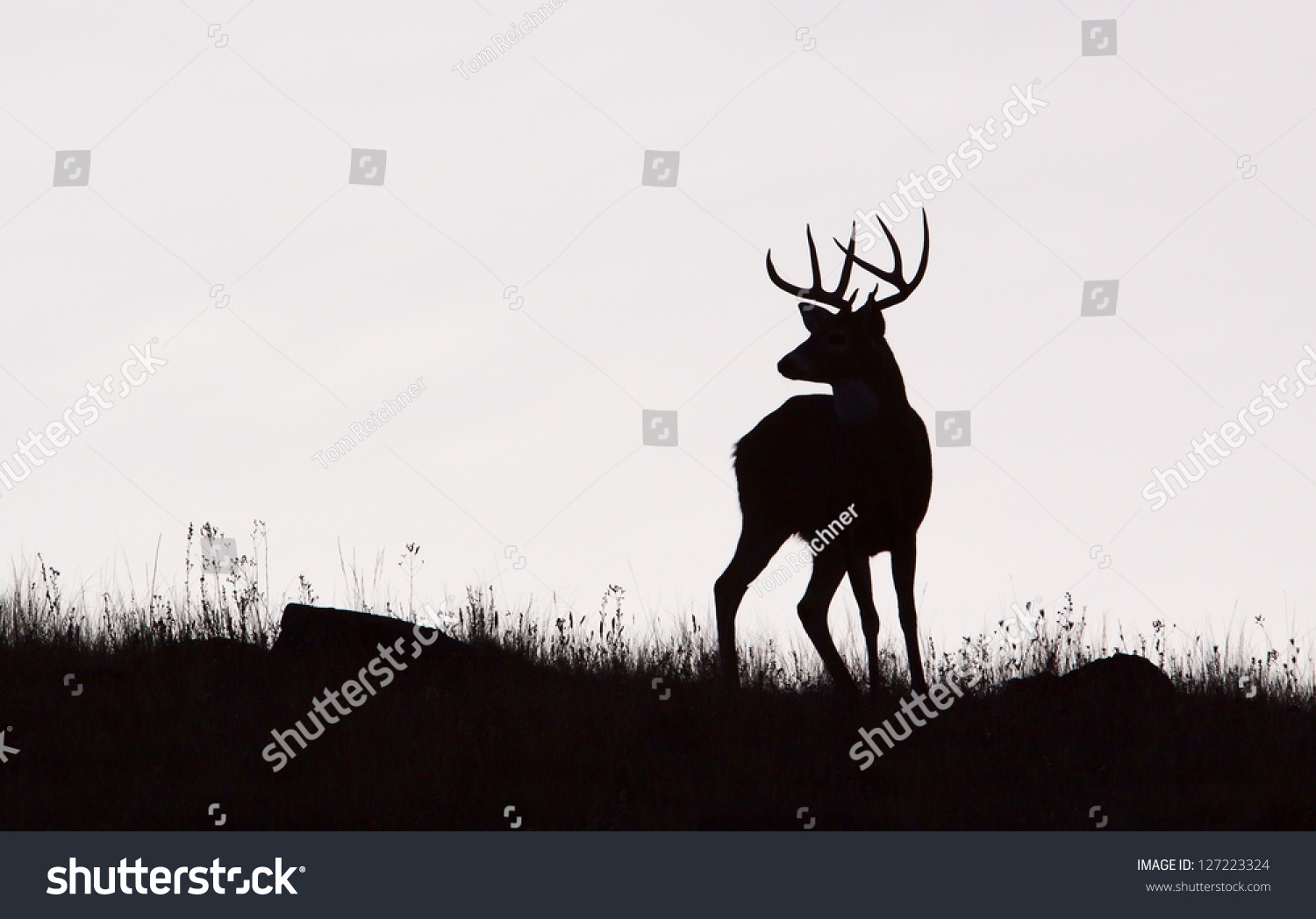 black whitetail deer buck