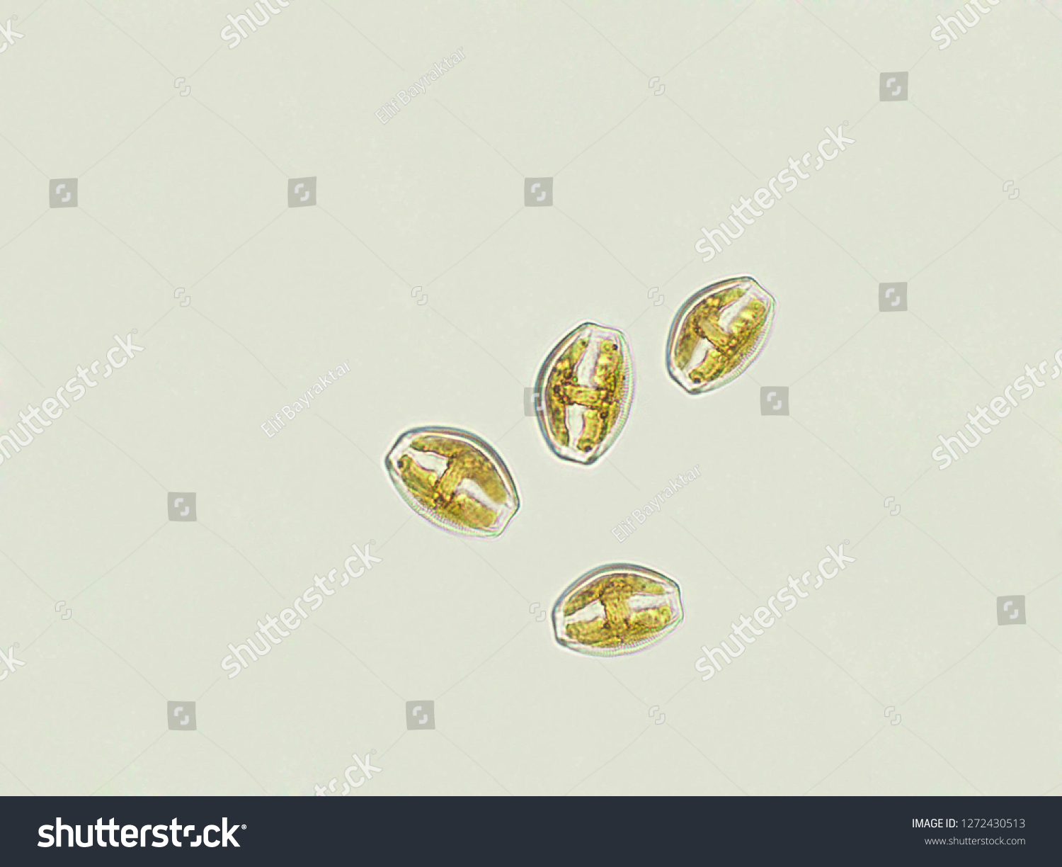 Amphora Sp Algae Under Microscopic View Stock Photo 1272430513 ...