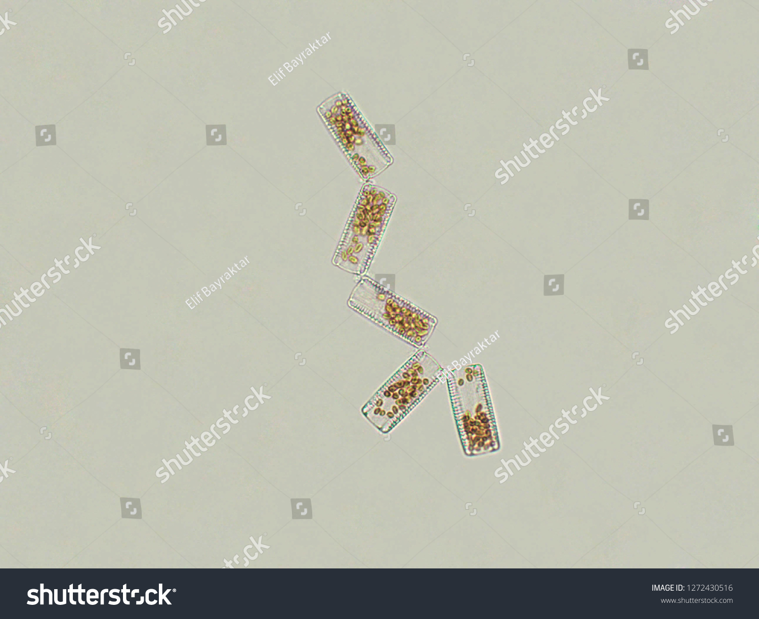 Diatom Algae Under Microscopic View Stock Photo 1272430516 