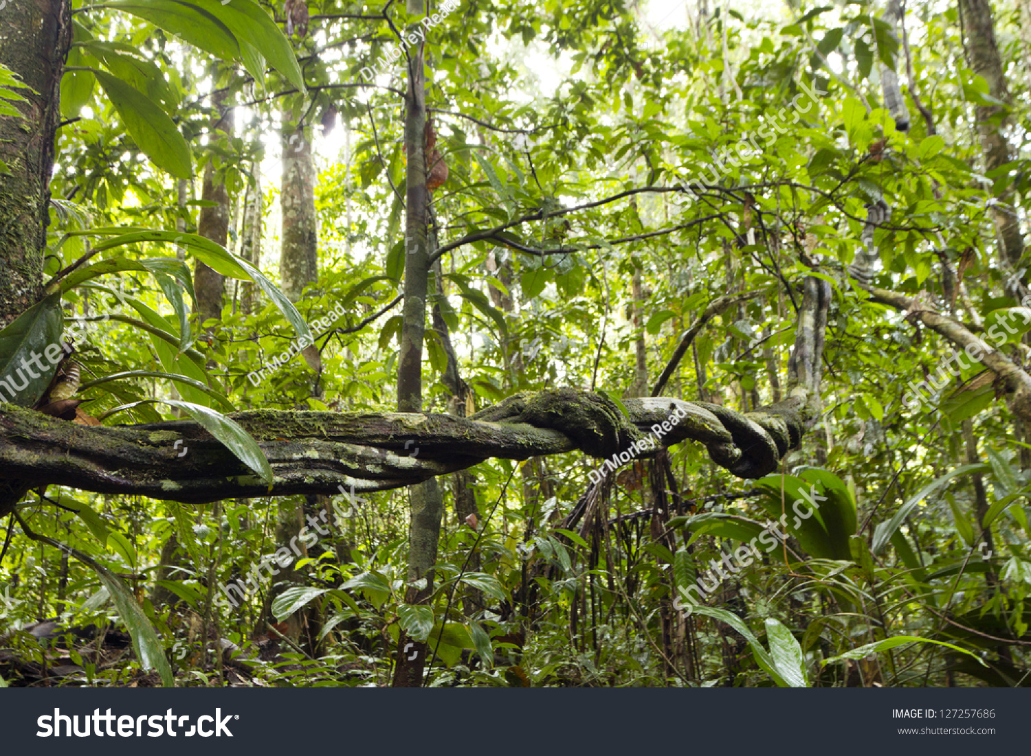 Вьющиеся растения тропических лесов. Межвидовая борьба