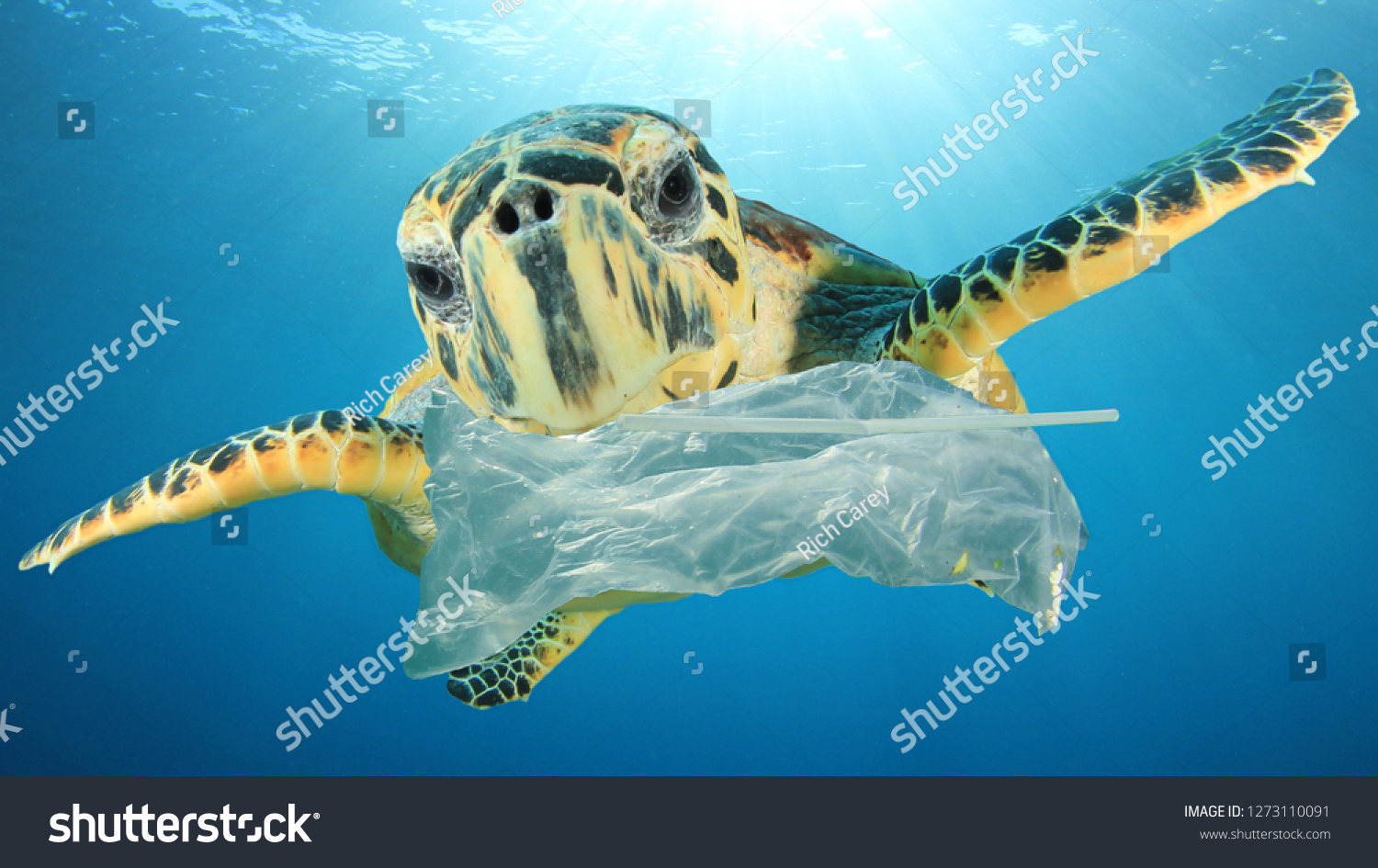 Plastic Pollution Environmental Problem Turtles Eat Stock Photo ...