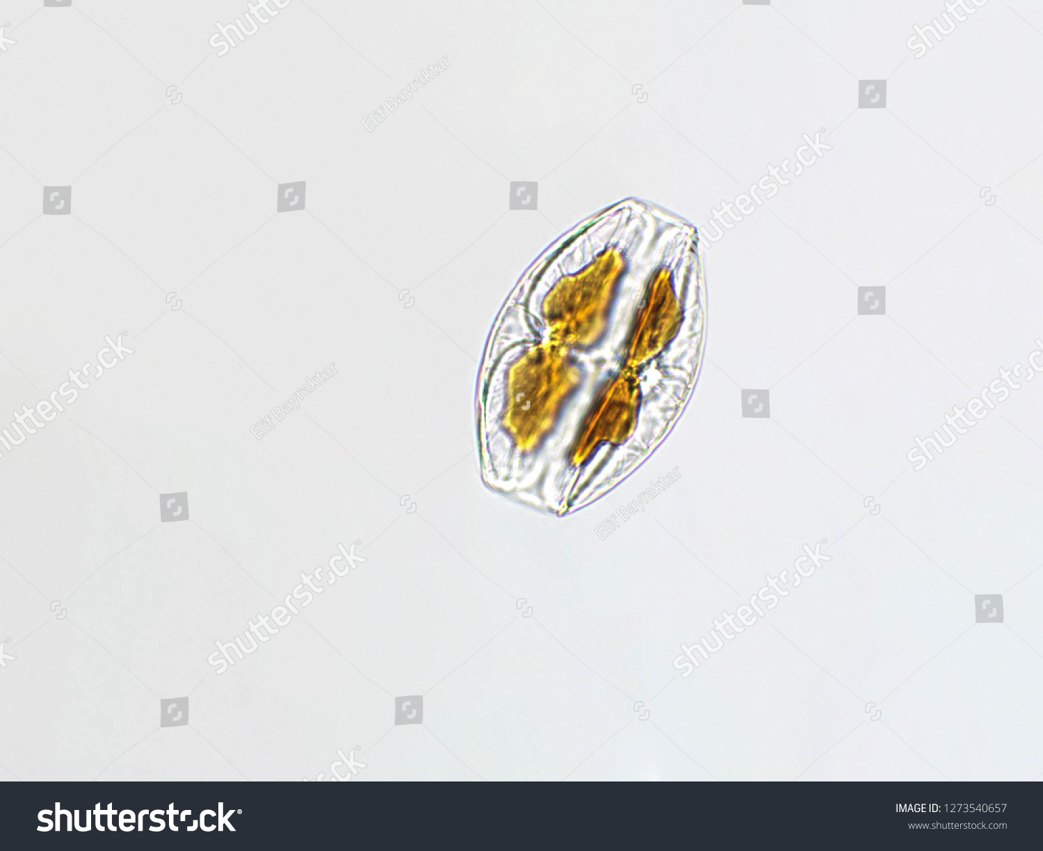 Amphora Sp Algae Under Microscopic View Stock Photo 1273540657 ...