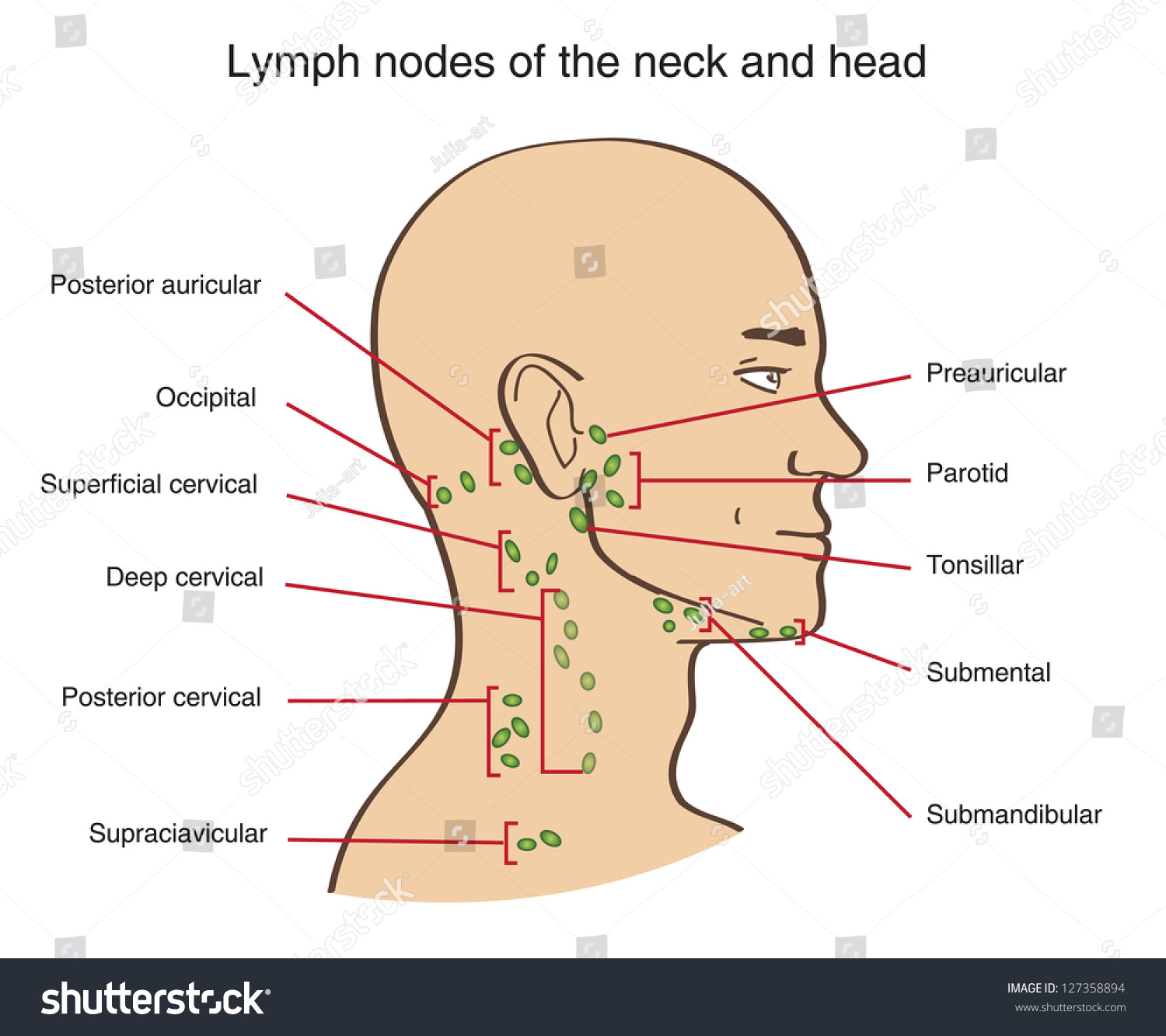Lymphknoten des Hals und des Kopfes: Stock-Vektorgrafik (Lizenzfrei) 127358...