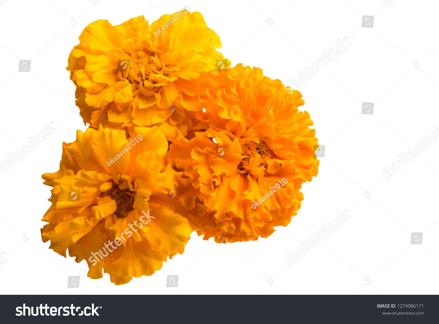 Marigold Flowers Isolated On White Background Stock Photo 1274086171 ...