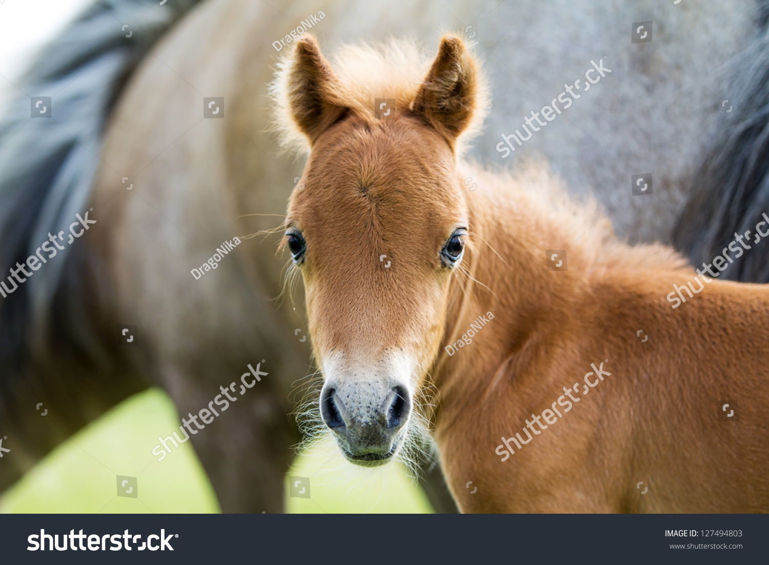 falabella foal