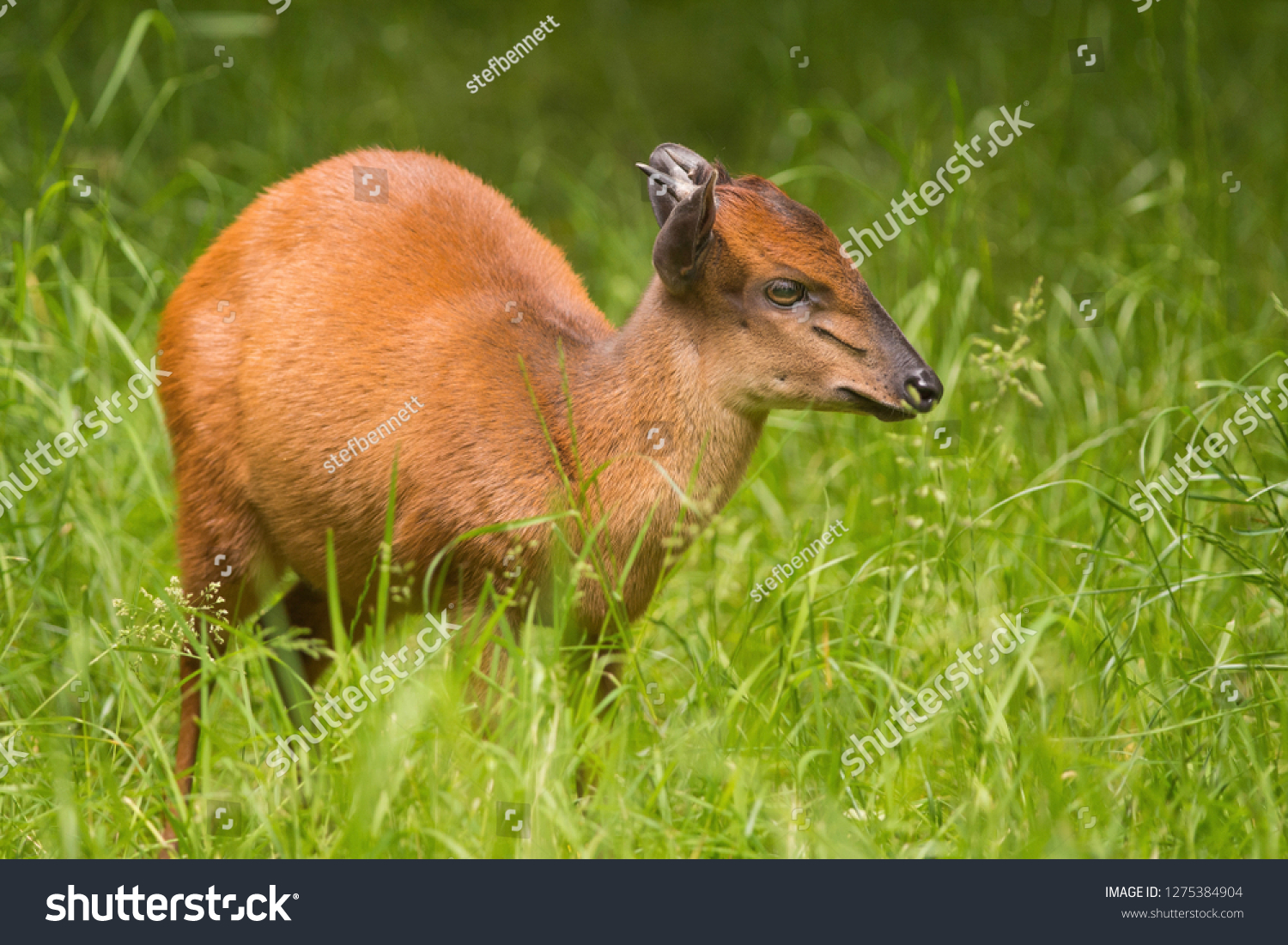 red duiker