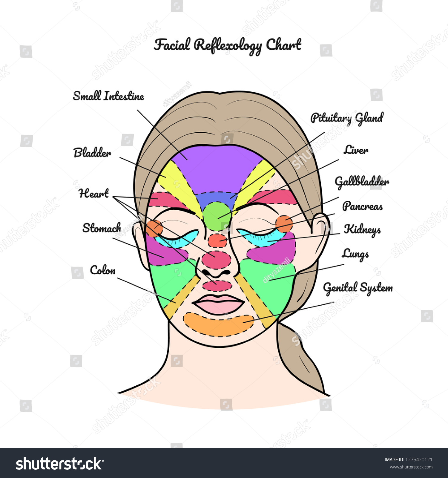 Facial Reflexology Chart Vector Stock Vector (Royalty Free) 1275420121 ...