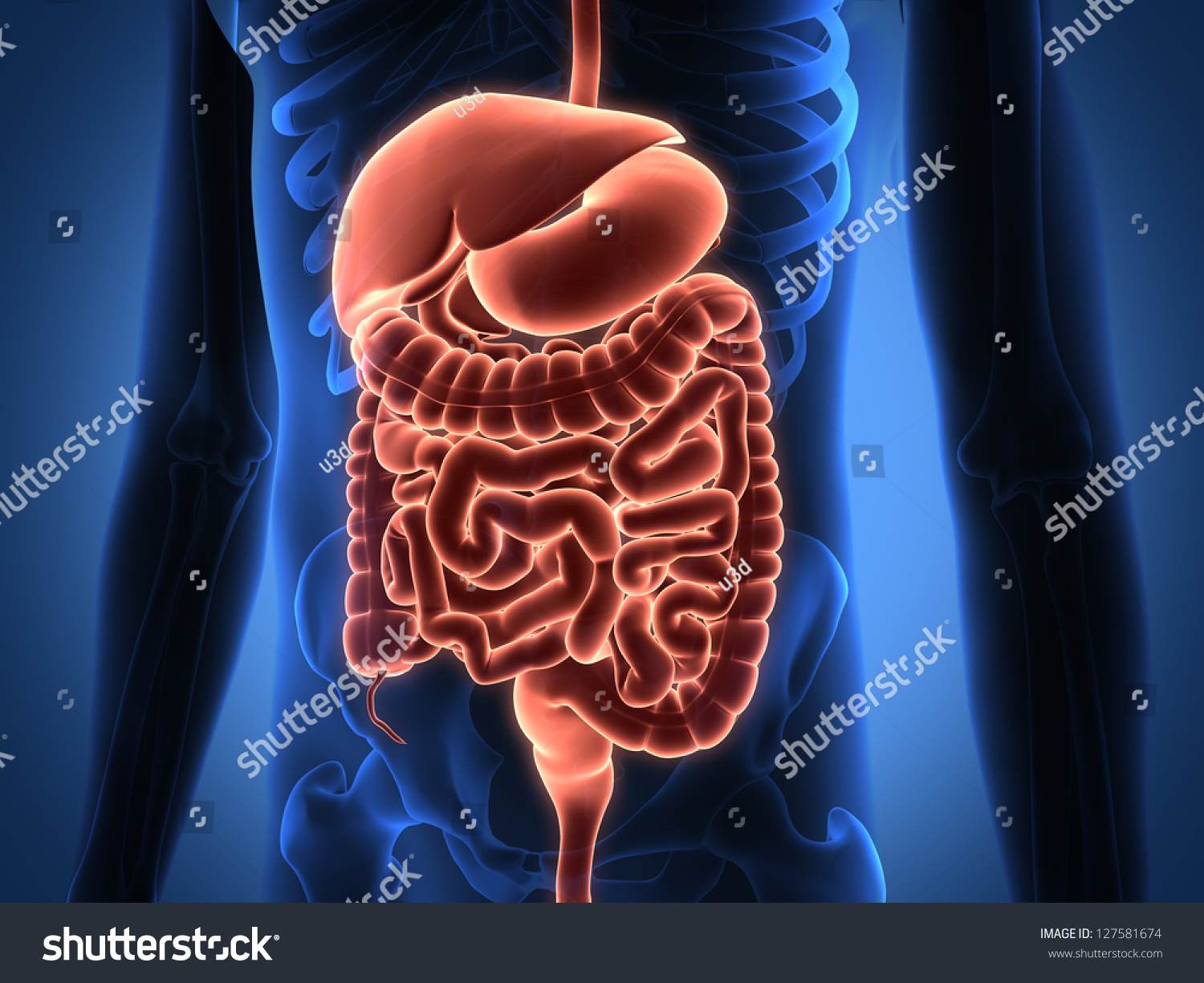 Rendering Intestinal Internal Organs Stock Illustration 127581674 ...