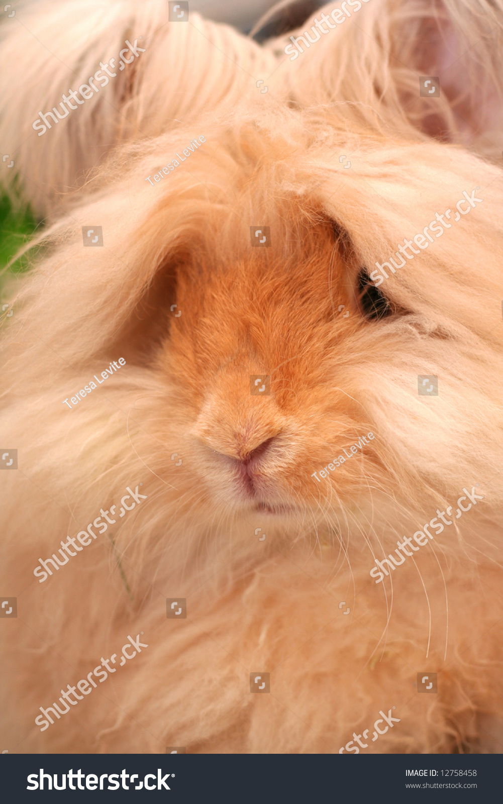 english angora rabbit colors