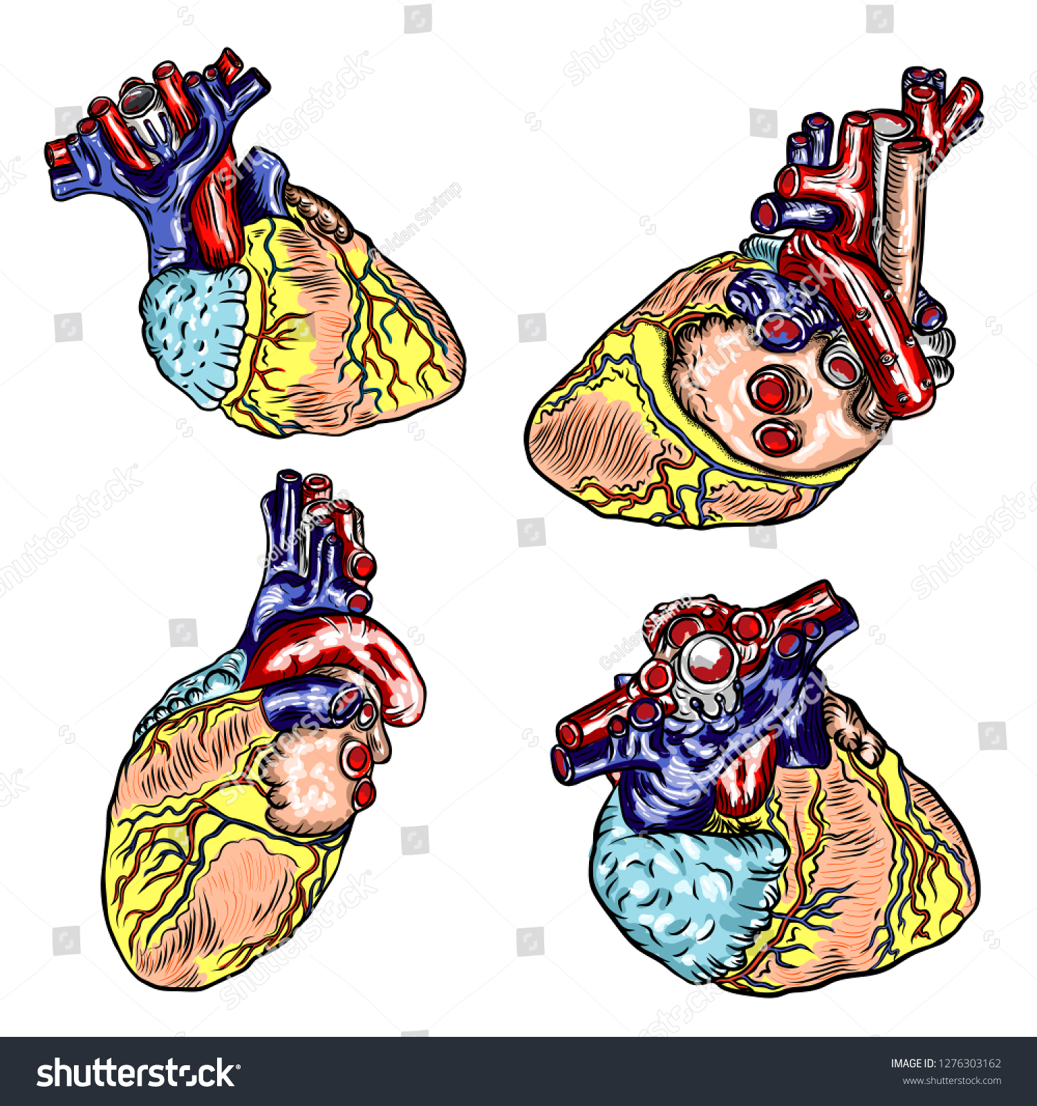 Set Human Heart Anatomically Hand Drawn Stock Vector Royalty Free