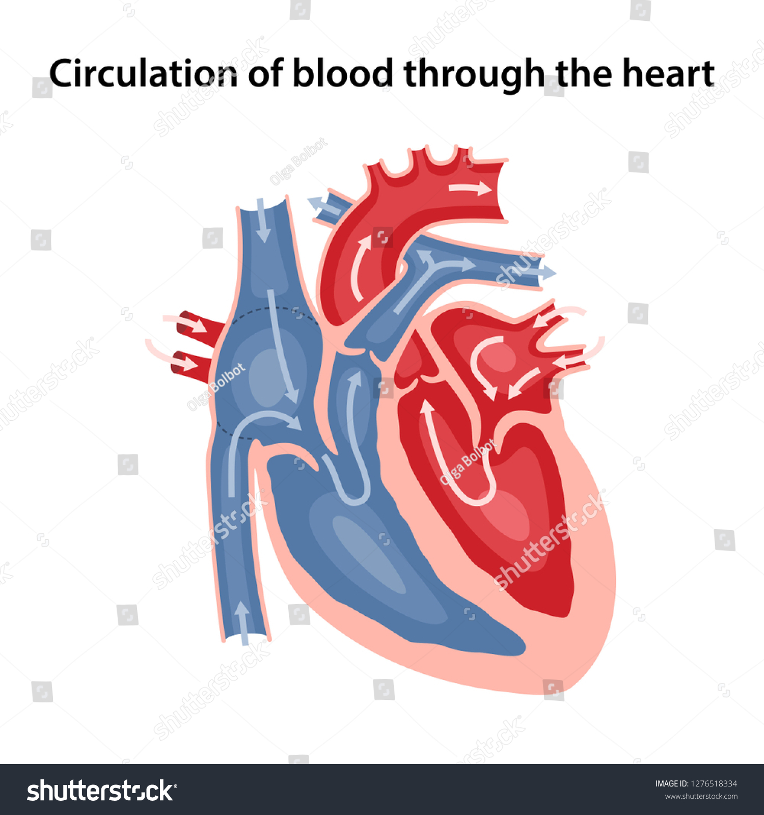 Circulation Blood Through Heart Cross Sectional Stock Vector (Royalty ...