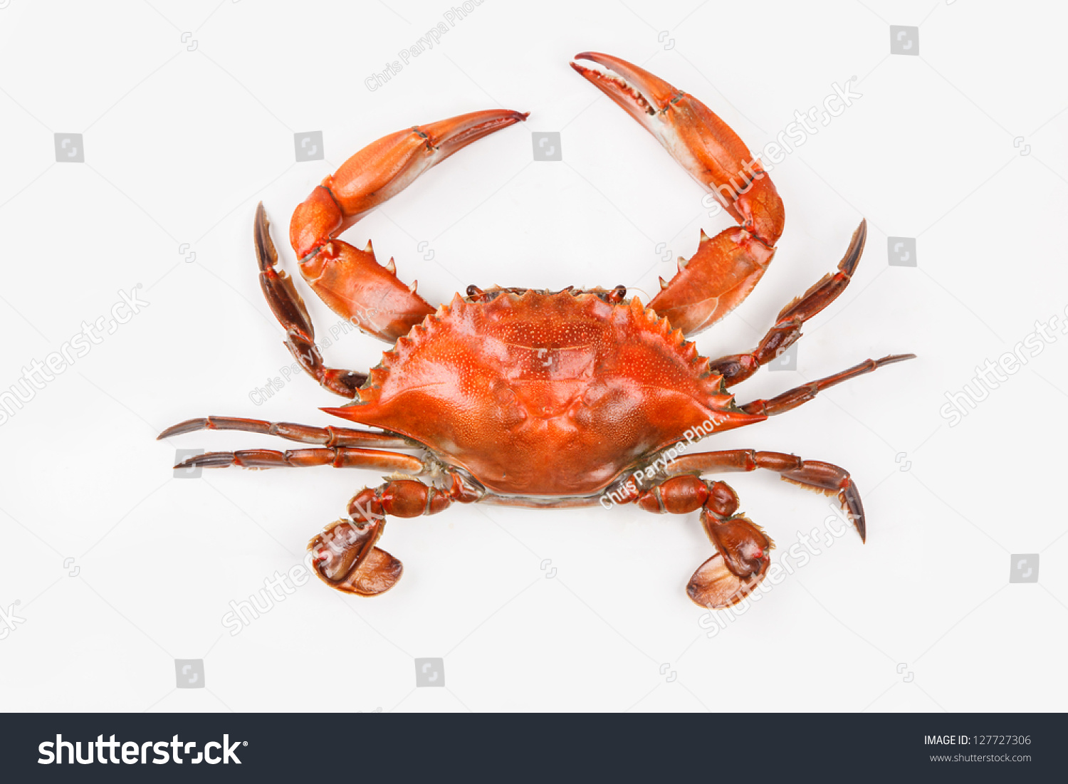 Steamed Blue Crabs One Symbols Maryland Stock Photo 127727306 ...