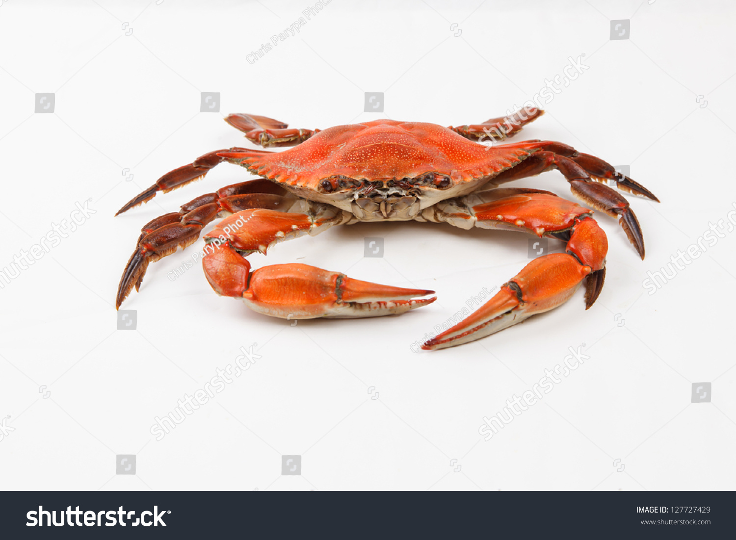 Steamed Blue Crabs One Symbols Maryland Stock Photo 127727429 ...