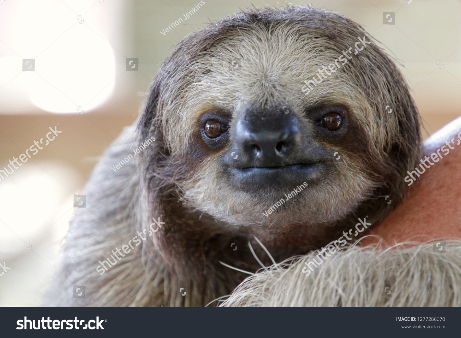 1,846 Sloth Face Stock Photos, Images & Photography 