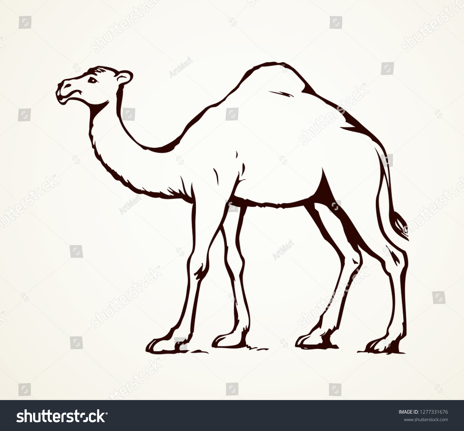 Одногорбый верблюд контур
