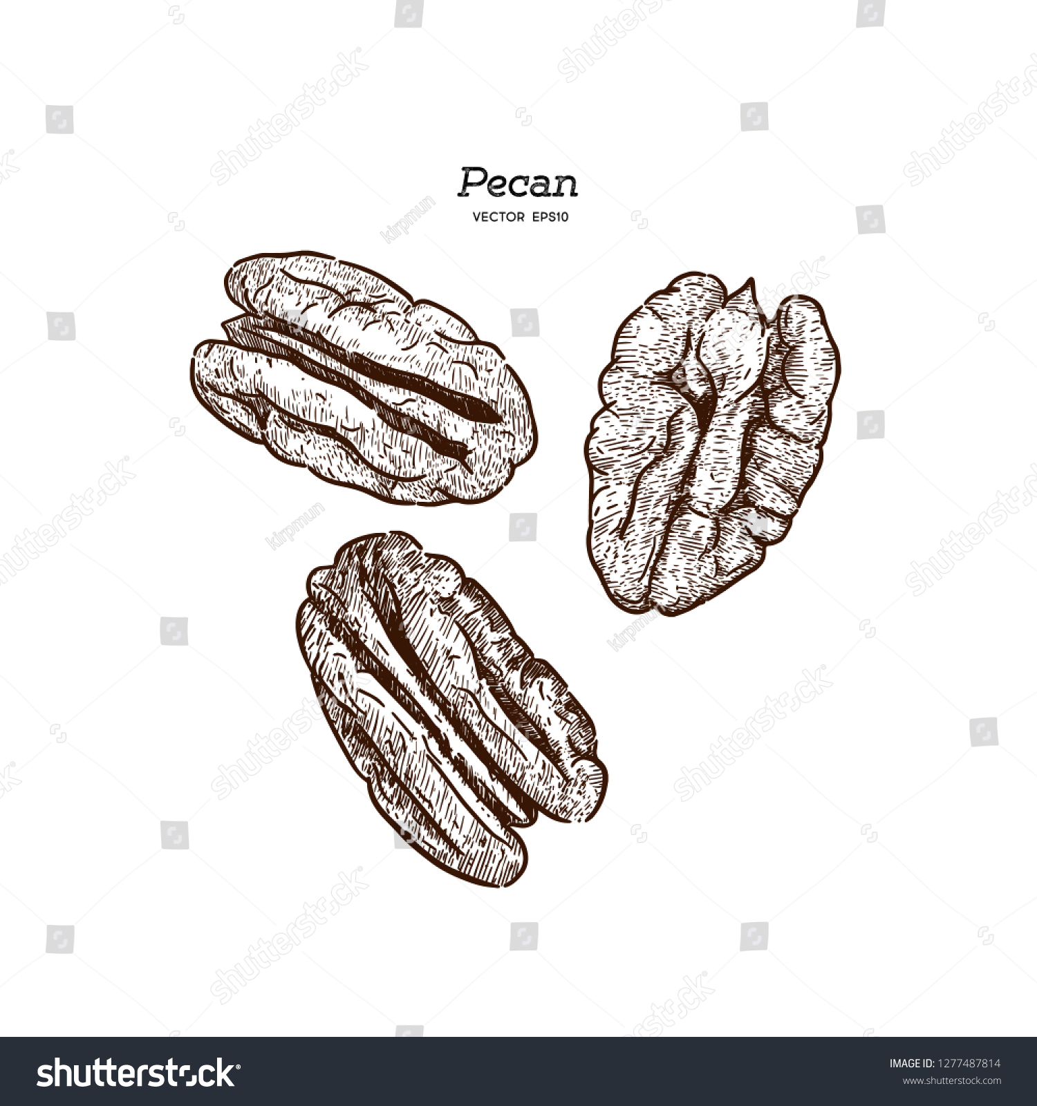 Pecans Hand Draw Sketch Vector Stock Vector (Royalty Free) 1277487814 ...