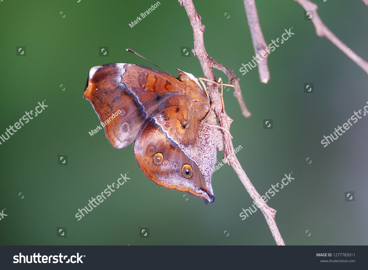 Butterfly Madagascan Sunset Moth Chrysiridia Rhipheus库存照片 Shutterstock