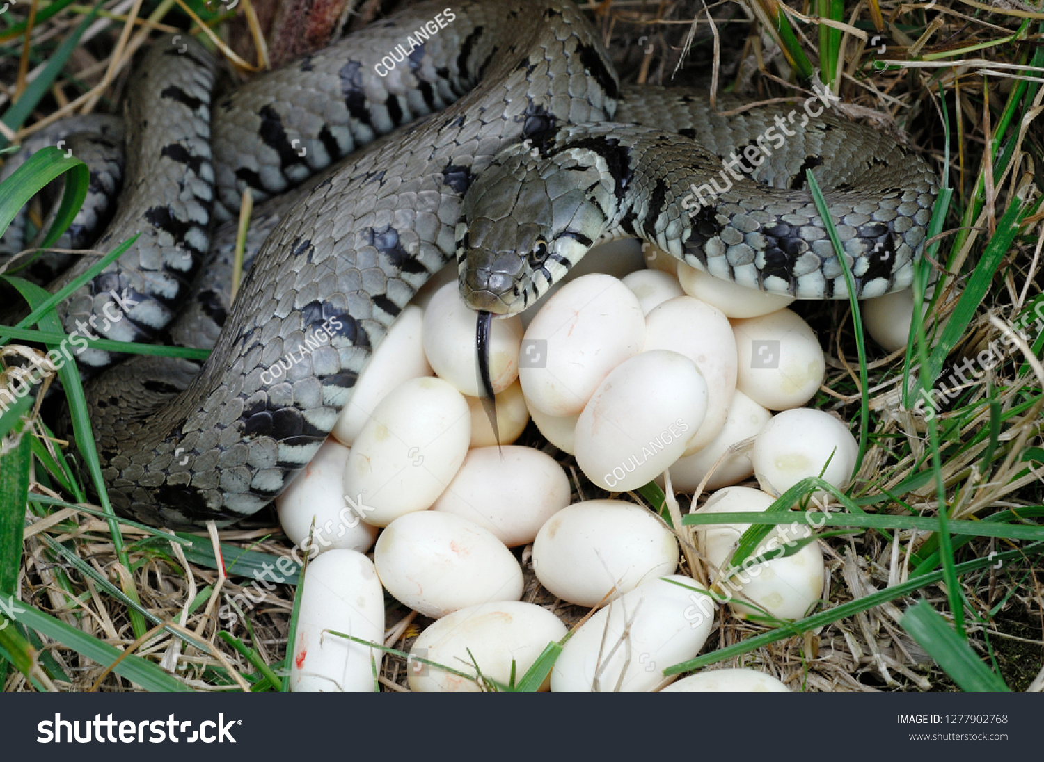 яйца змей фото и размер