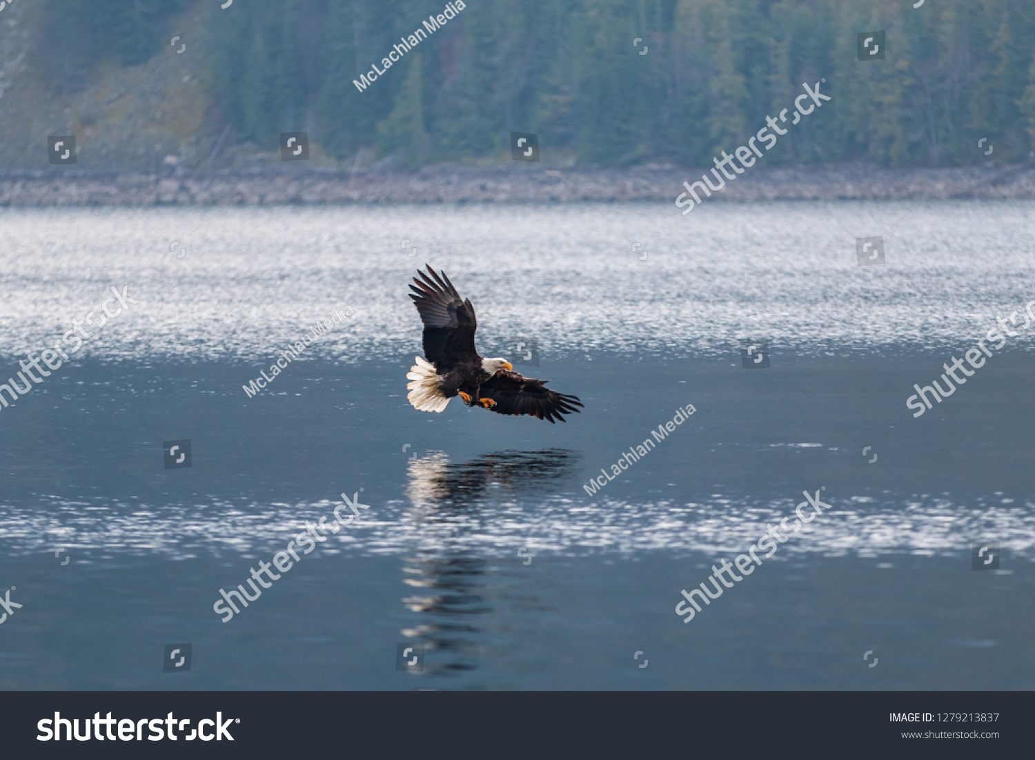 Bald Eagle Swooping Down Catch Fish Stock Photo 1279213837 | Shutterstock