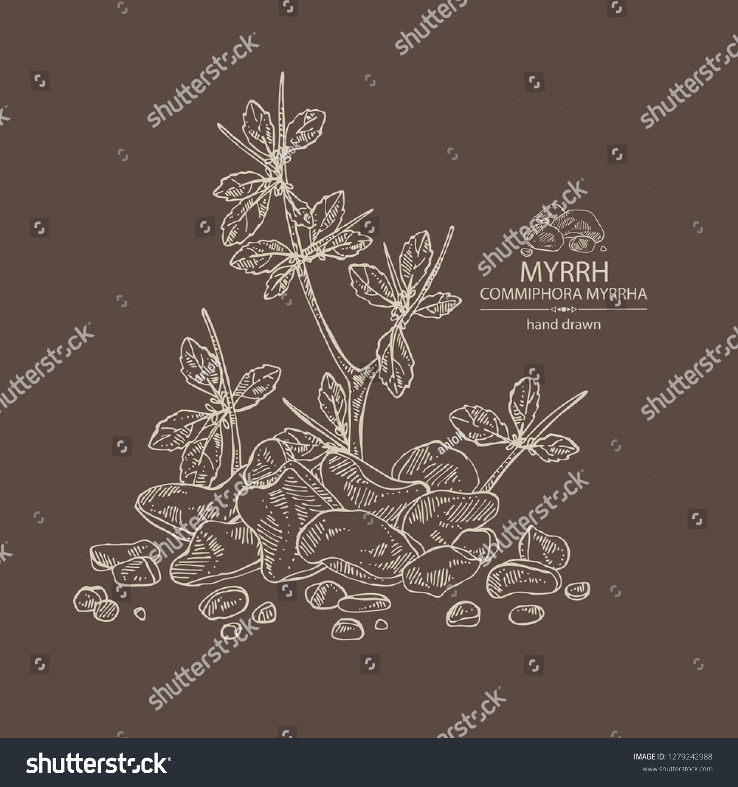 Myrrh Plant Resin Myrrh Commiphora Myrrha Stock Vector (Royalty Free ...