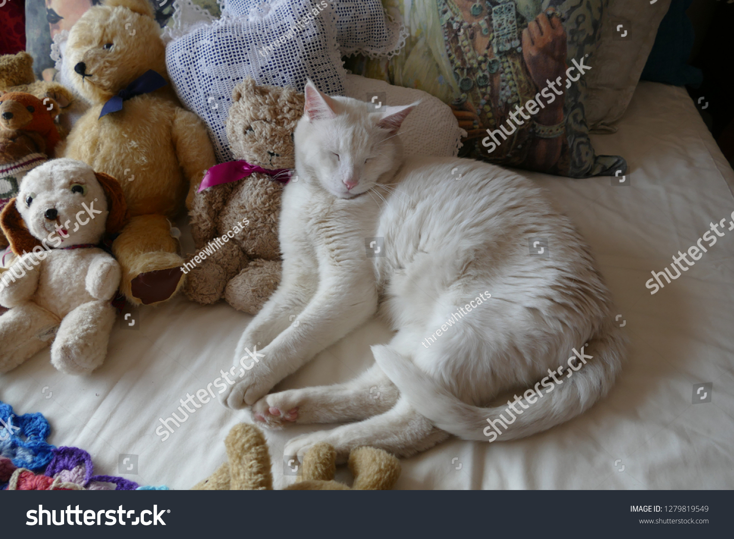 white cat teddy