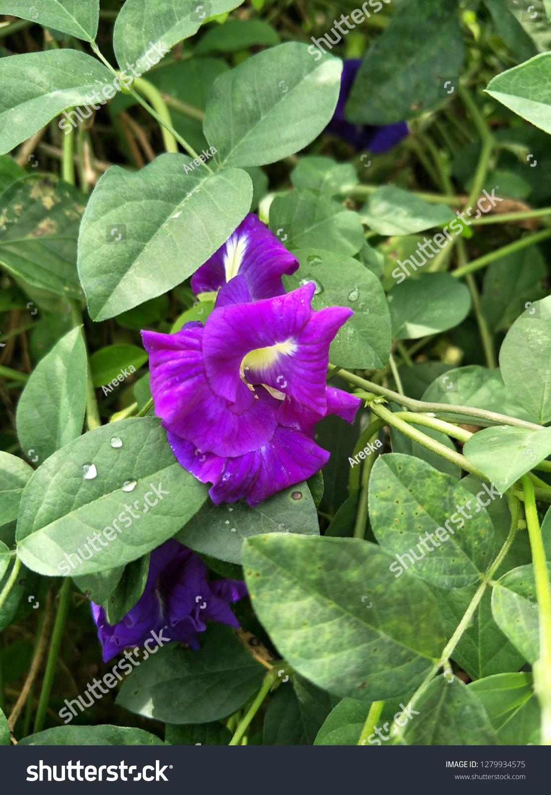 dark purple flower names