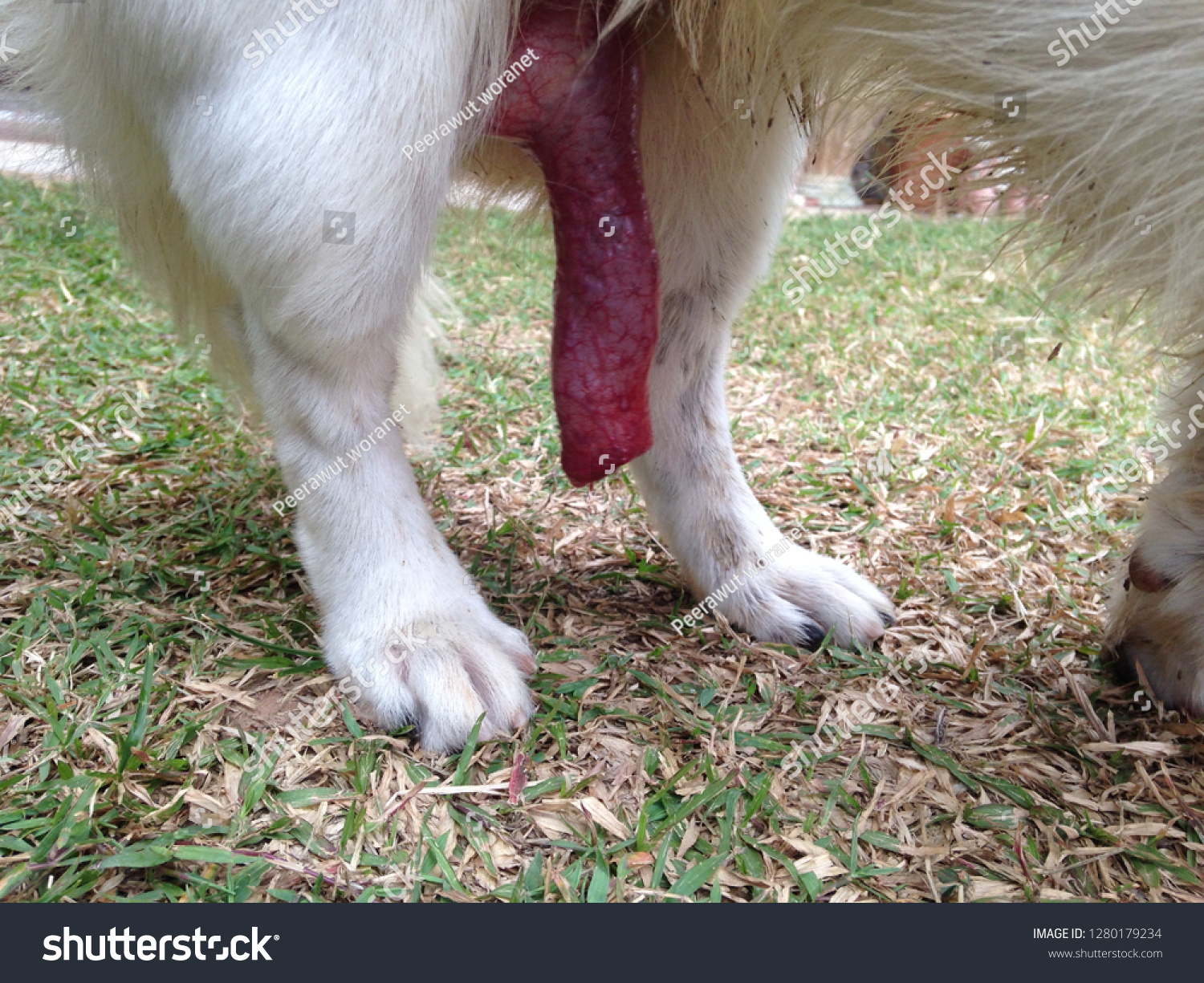 Big Dick Dog Stok Fotoğrafı 1280179234 Shutterstock.