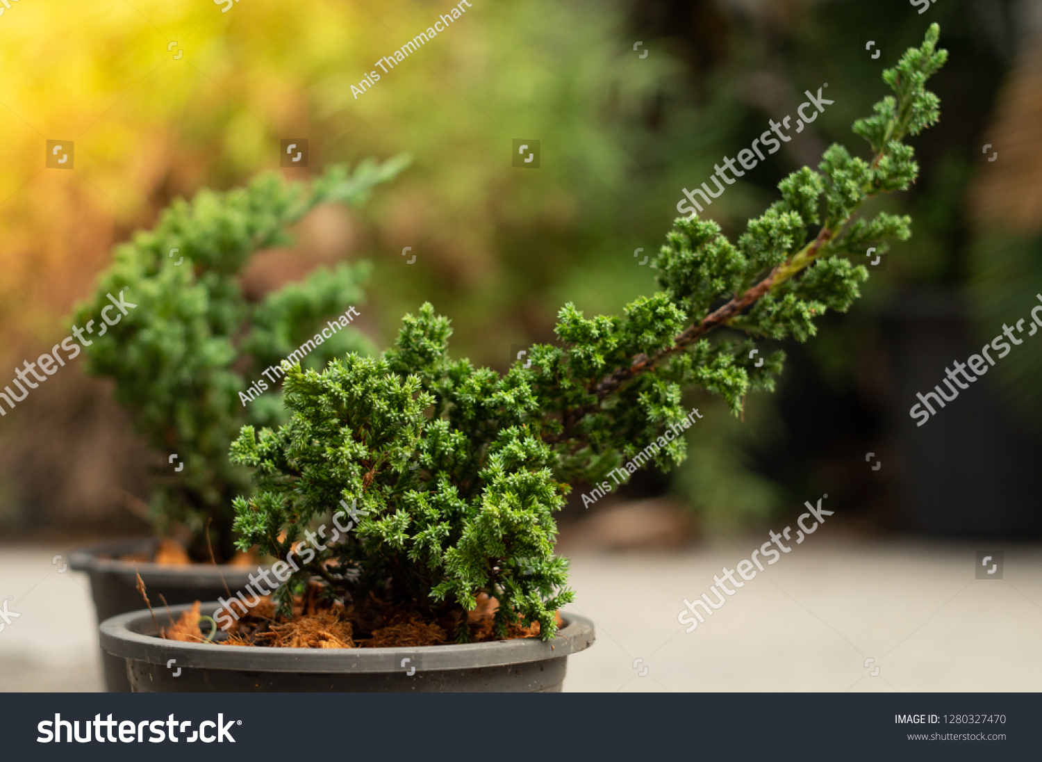 juniper bonsai tree