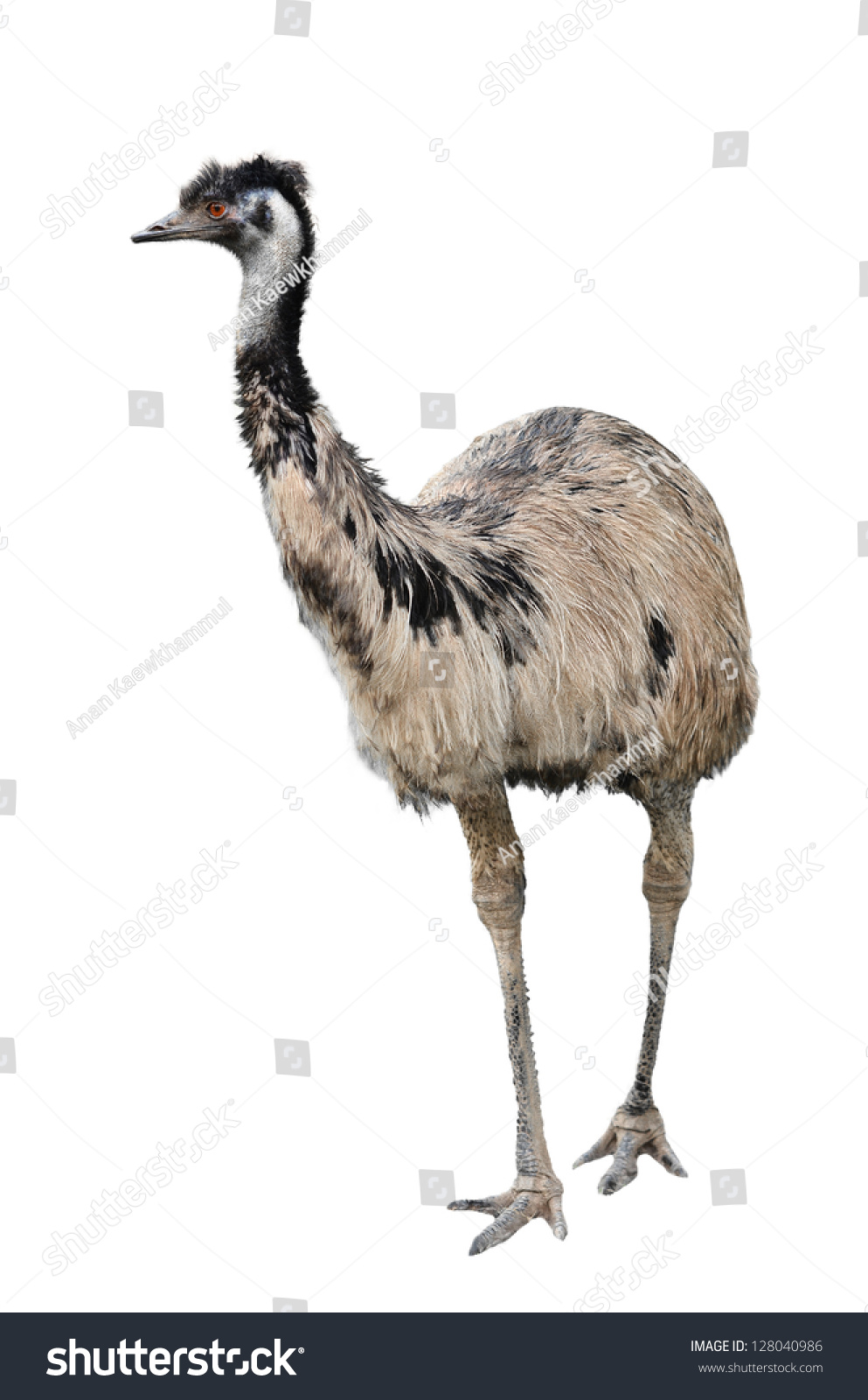 4,734 Australian Emu Stock Photos, Images & Photography | Shutterstock