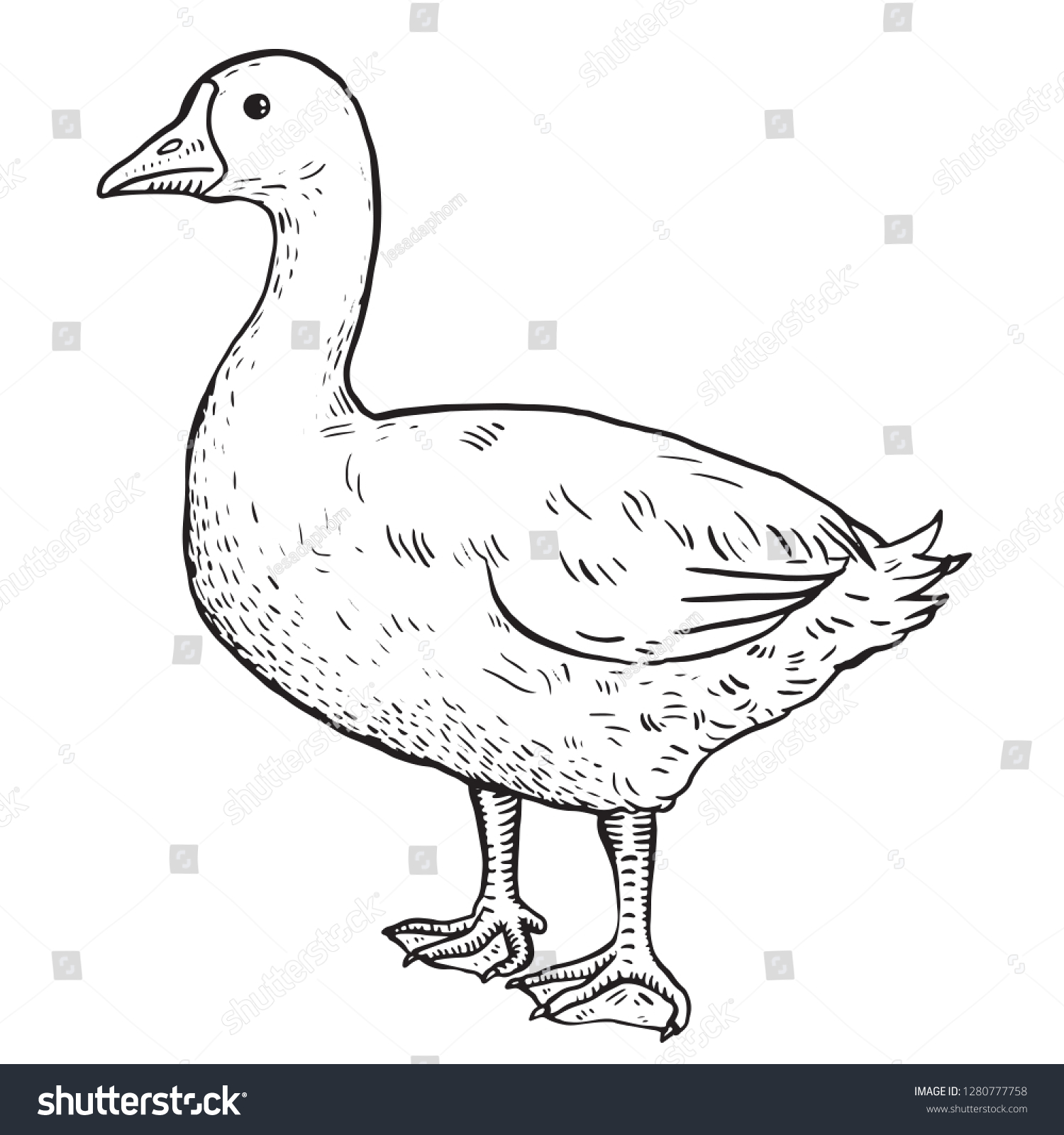 Duck Hand Draw Sketching Vector Illustration Stock Vector (Royalty Free