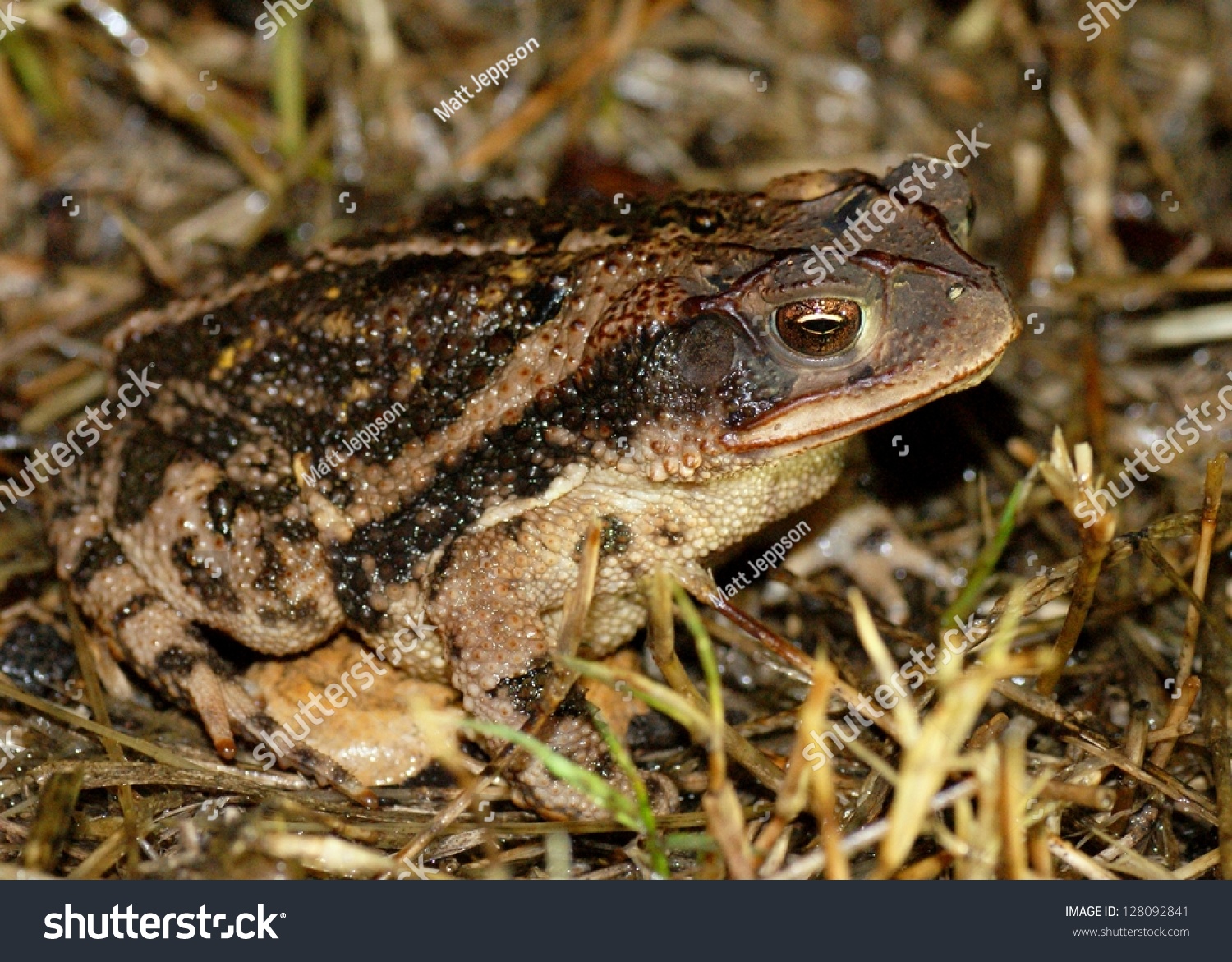 Gulf Coast Toad Incilius Bufo Valliceps Stock Photo 128092841 ...