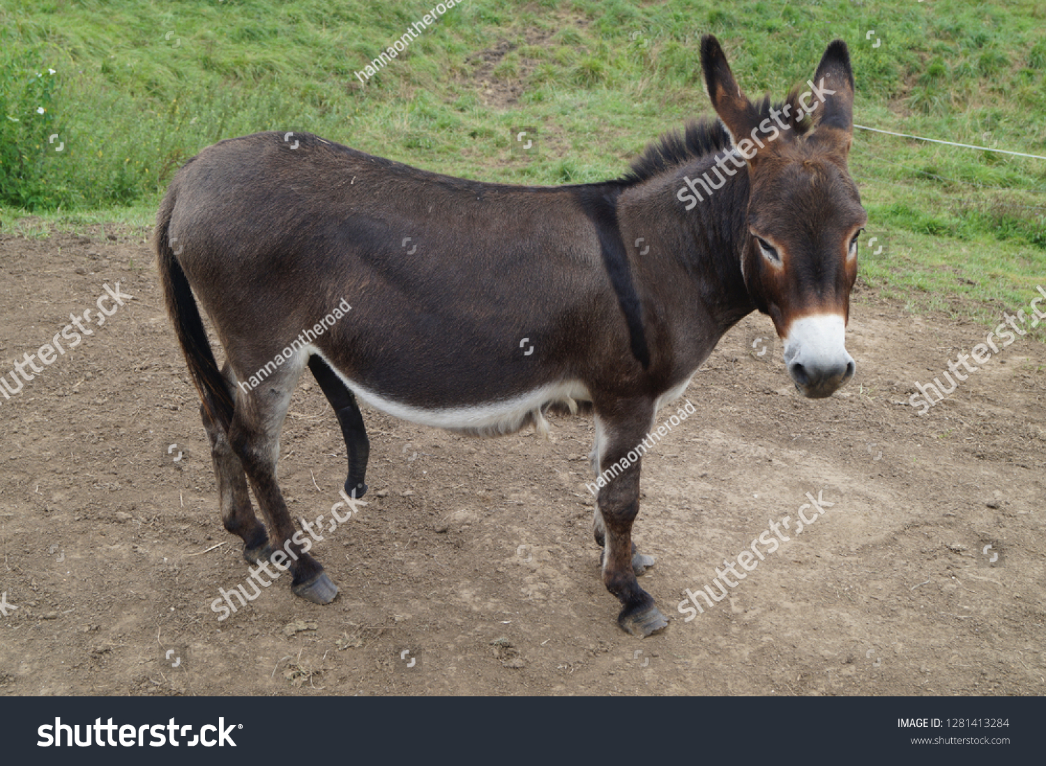 Стоковая фотография 1281413284: Donkey Big Penis Shutterstock.
