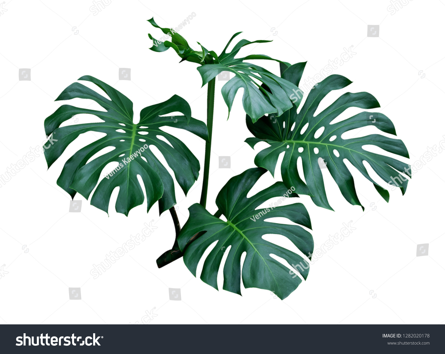 Monstera Leaves Tropical Plant Evergreen Vine Stock Photo 1282020178 ...