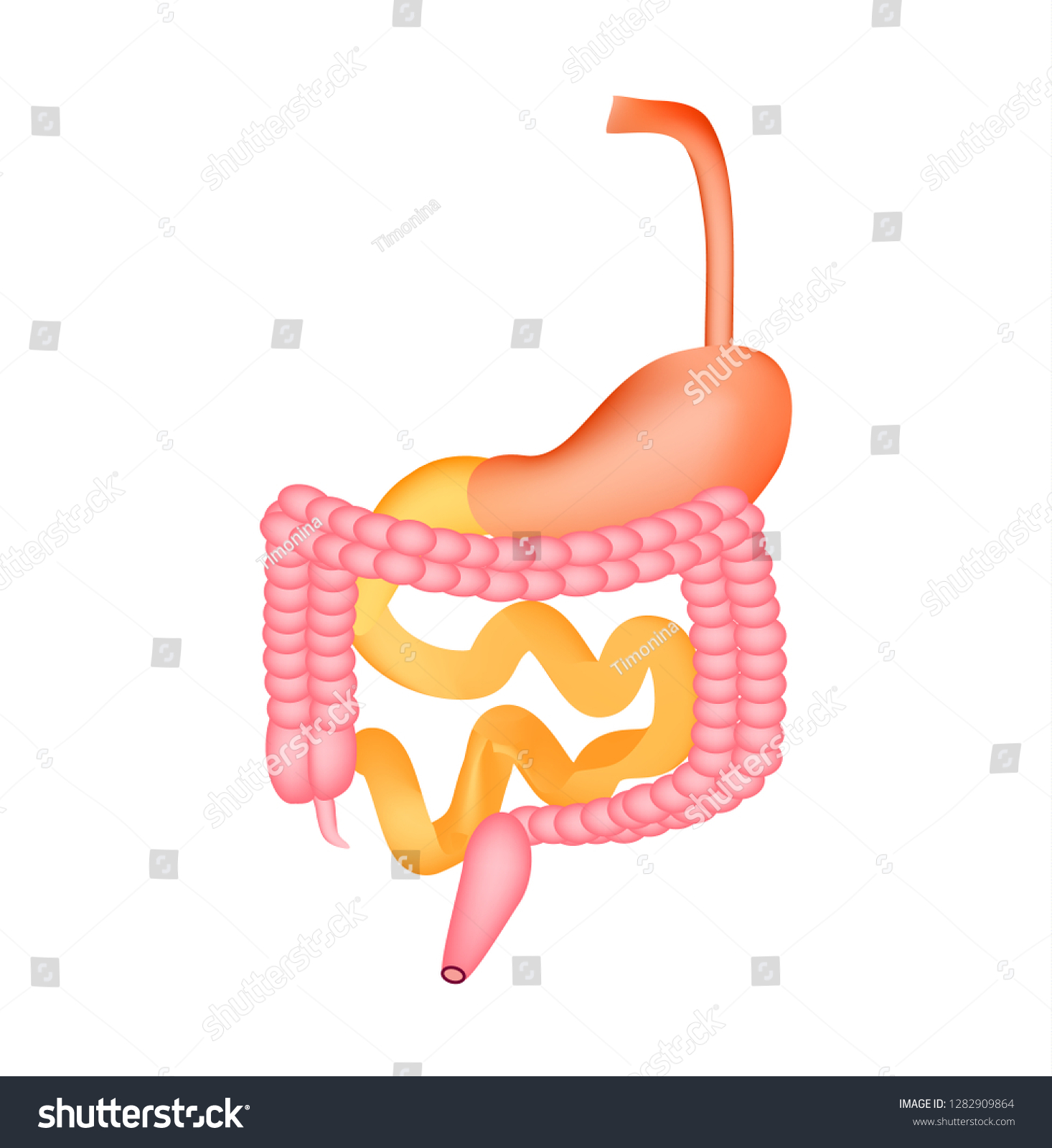 Organs Gastrointestinal Tract Esophagus Stomach Duodenum Stock ...