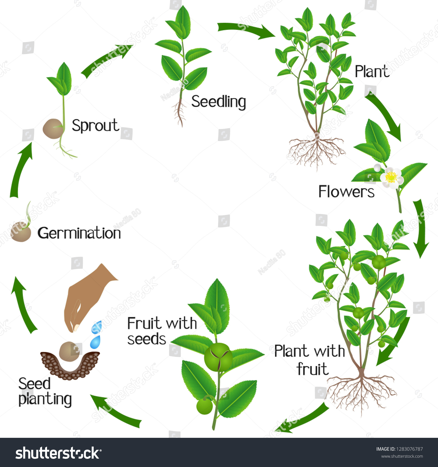 Life Cycle Green Tea Camellia Sinensis Stock Vector (royalty Free 