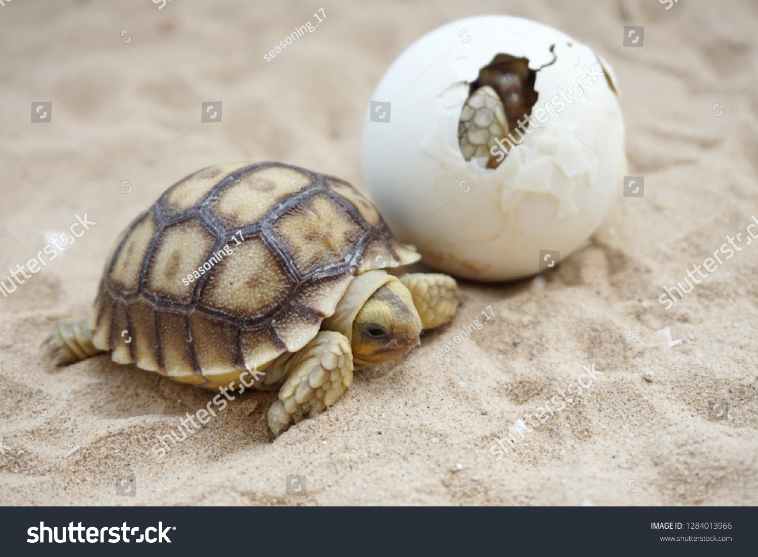 Cute Portrait Baby Tortoise Hatching Birth Stock Photo 1284013966 