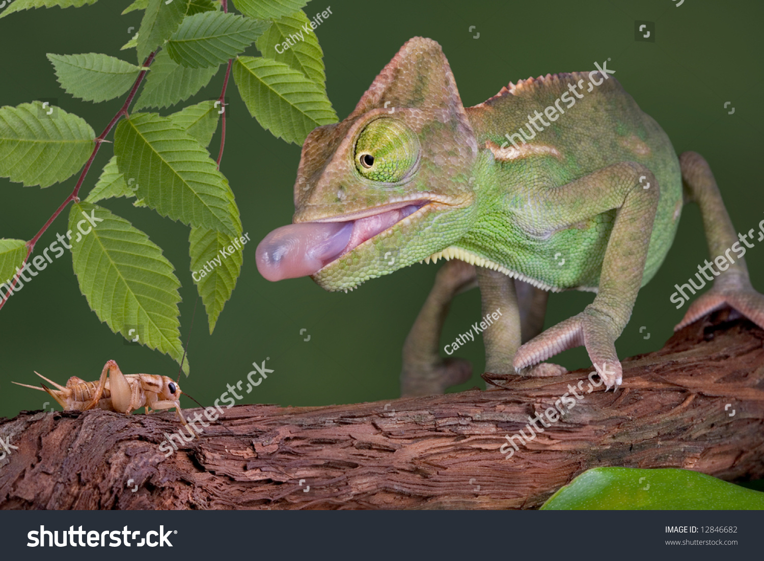 chameleon tongue sticking out