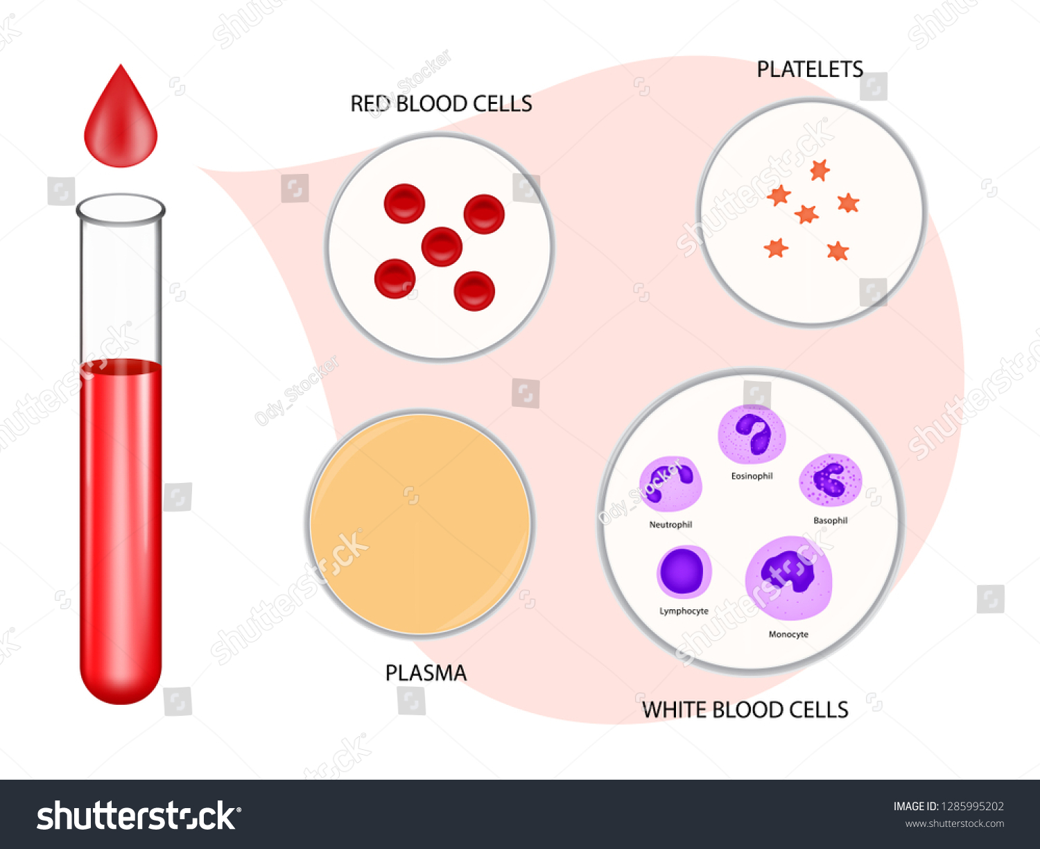 Composition Blood Diagram Vector Illustration Eps10 Stock Vector ...