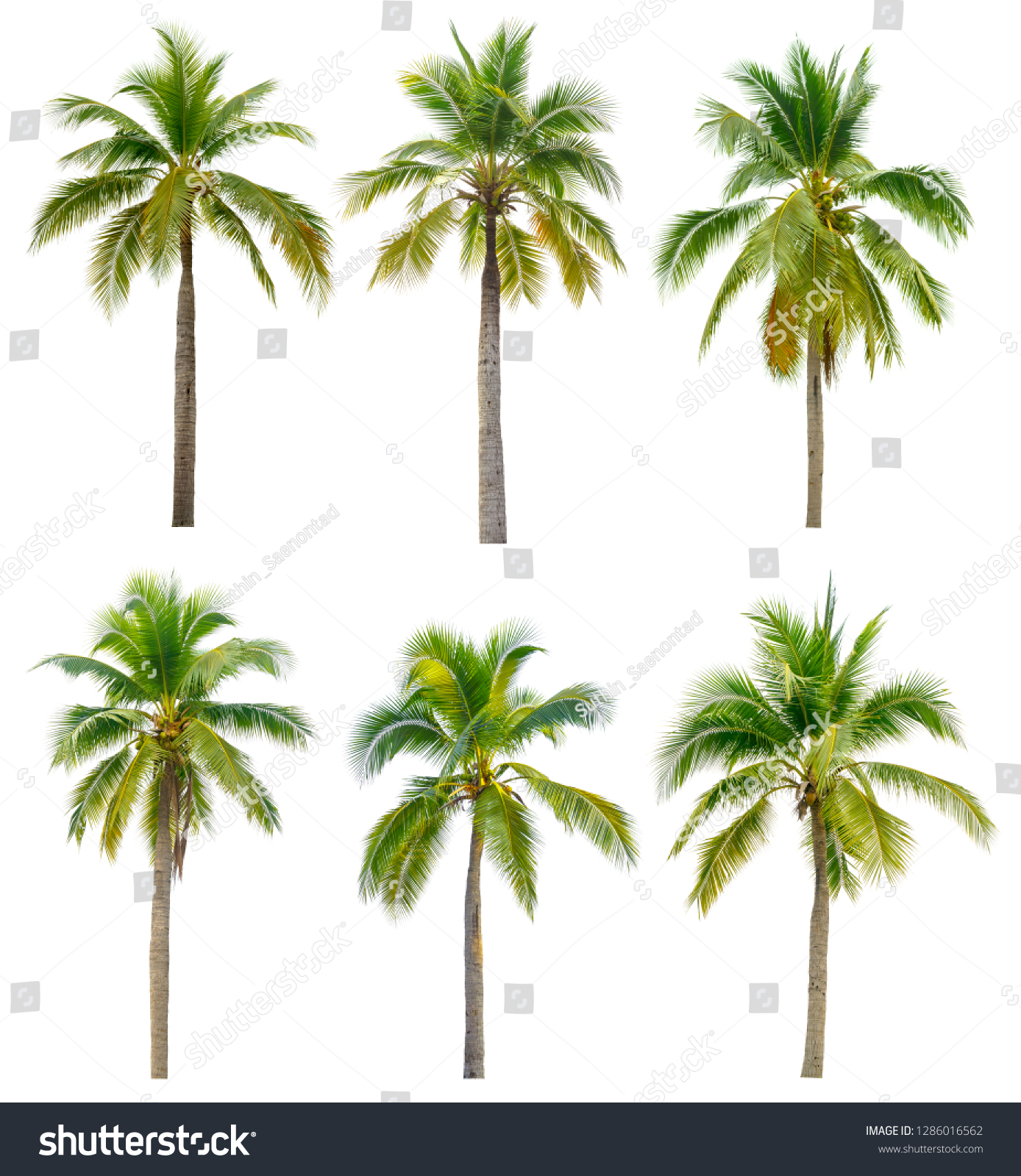 Coconut Palm Tree Isolated On White Stock Photo 1286016562 | Shutterstock