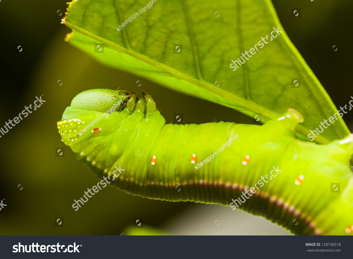 Green Worm Stock Photo 128736518 | Shutterstock