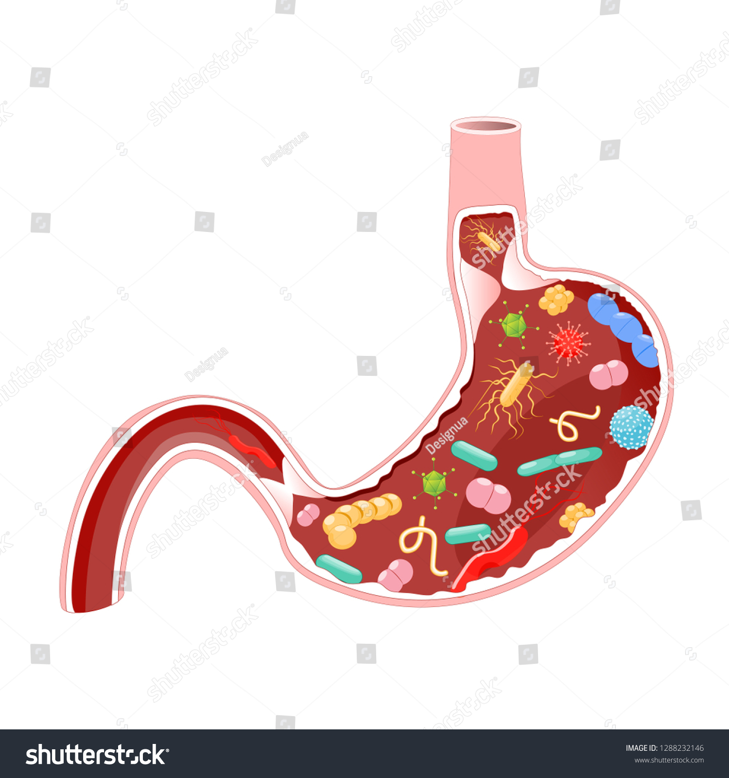 Human Stomach Viruses Bacteria Diagram Educational Stock Illustration